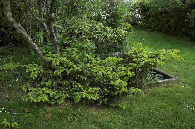 Taxus baccata 'Repens Aurea' 2008 Oui, les jeunes aiguilles sont un peu dorées. N'empèche qu'il faut de l'imagination pour le traiter d'or.