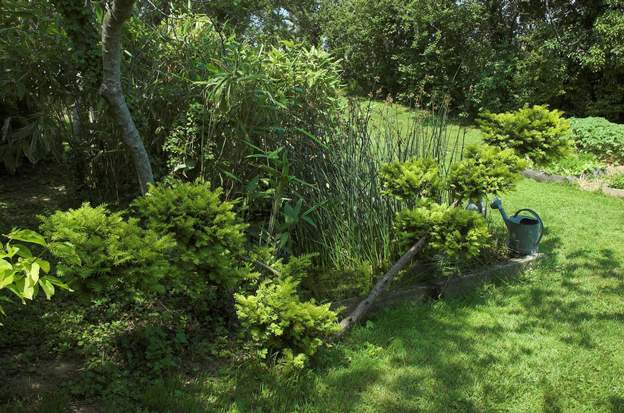 Taxus baccata 'Repens Aurea' 2012 à partir de 2008, on le taille en forme japonisante.