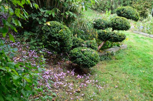Taxus baccata 'Repens Aurea' 2017 J'ai enlevé la branche de gauche qui bloquait le passage. Pour rtablir l'équilibre général, je laisse pousser un peu plus les boules de la base.