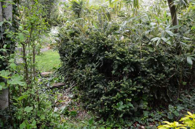 Taxus baccata 'Repens Aurea' b 2022