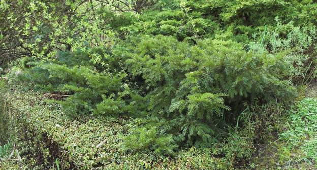 Taxus baccata 'Repens' 2008 ou Repandens une forme couchée.