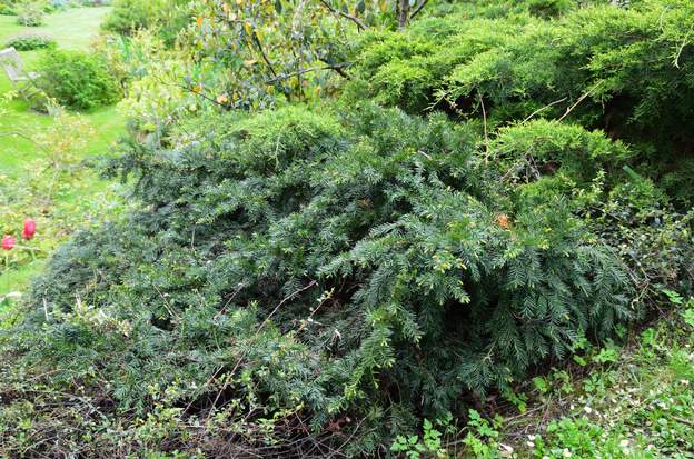 Taxus baccata 'Repens' 2013 à force de grandir, il a envahi le cotoneaster qui ne fait pas le poids et se trouve dans l'obligation de se sauver à son tour (en fait en 2018 il a...