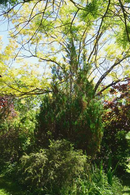 Chamaecyparis lawsoniana 'Columnaris' 2017 Il commence à se porter de plus en plus mal. Alors en janvier 2020 je le coupe.