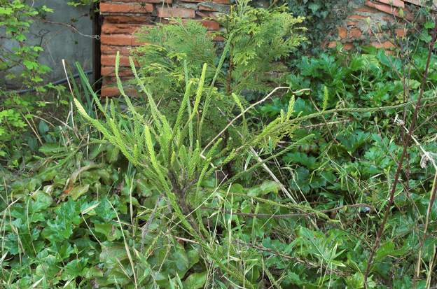 Cryptomeria japonica 'Araucaroides' 2008 Les cryptomères aiment les terrains humides et l'air frais. Pas de chance. Celui-ci, et son cousin, arrivent à survivre près de la source, mais bon...ils ne...