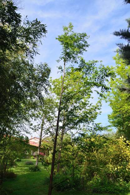 Metasequoia glyptostroboides 2015 04 On a bien crû qu'il n'arriverait jamais à pousser et finirait par mourir, il aime trop boire ! Mais depuis qu'il a dépassé en hauteur les bambous voisins, il...