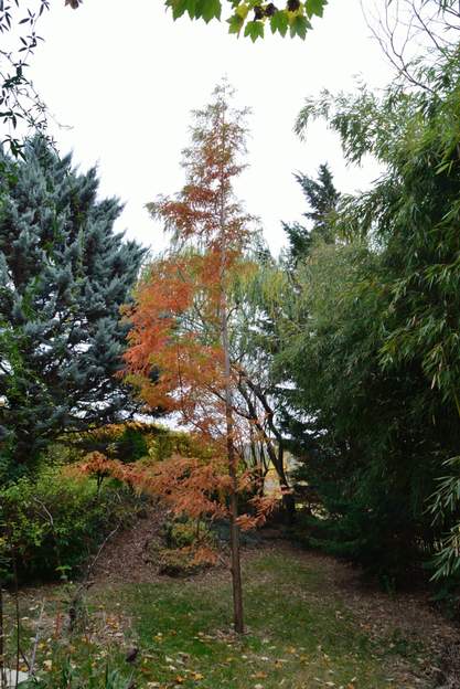 Metasequoia glyptostroboides 2015 10 On voit bien sur cette photo que les bambous le gênent même s'ils ne le touchent pas.