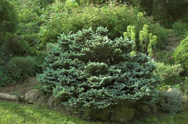 Picea pungens 'Glauca Globosa' Arbuste de rocaille ? malgré sa pousse lente, Il est devenu très gros (deux mètres en 2006). Il souffre un peu des grosses chaleurs sans eau, mais moins que...