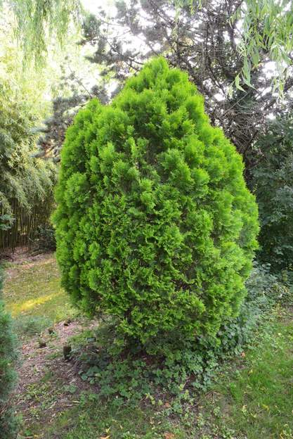 Platycladus orientalis 'Aurea Nana' (b) 2023