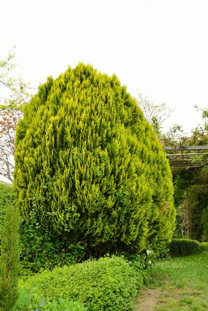 Platycladus orientalis 'Aurea nana' (a) 2013 Il a presque 30 ans, il fait près de trois mètres quand même... se méfier à long terme des formes dites naines.