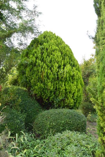 Platycladus orientalis 'Aurea nana' (a) 2023