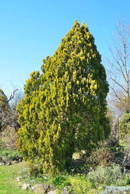 Platycladus orientalis 'Elegantissima' 2016 03