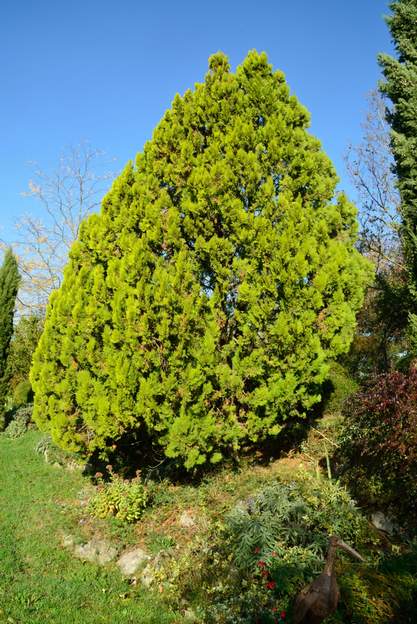 Platycladus orientalis 'Elegantissima' 2020 10