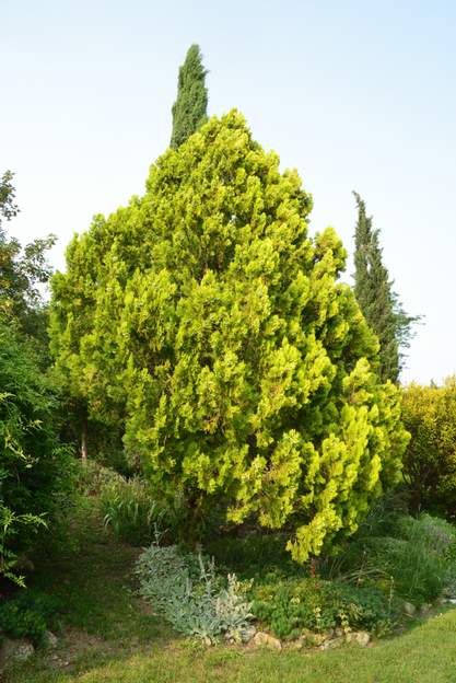 Platycladus orientalis 'Elegantissima' 2023 06 il a grossi, trop, j'ai du couper une partie des branches qui bloquait le passage.