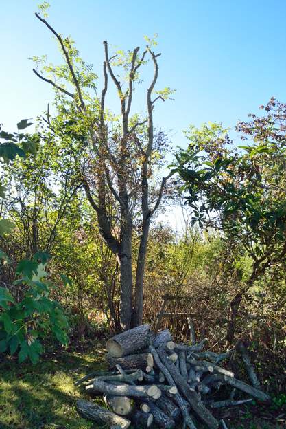 Ailanthus altissima 2022 10 L'un d'eux est mort, le deuxième a perdu un bon tiers de ses branches, alors on taille ! Il repart, mais le tronc est très abîmé, il ne s'en sortira pas.
