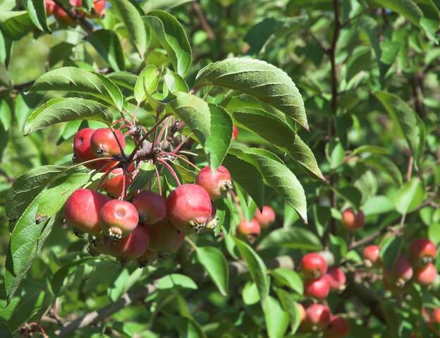 Et son fruit