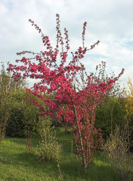 hupehensis 'Cardinal' 2007 un pommier d'ornement particulièrement vigoureux, vient d'un fournisseur de l'AFPA, acheté et planté en 2001. On en a planté 2 en 2002, sans savoir qu'ils...