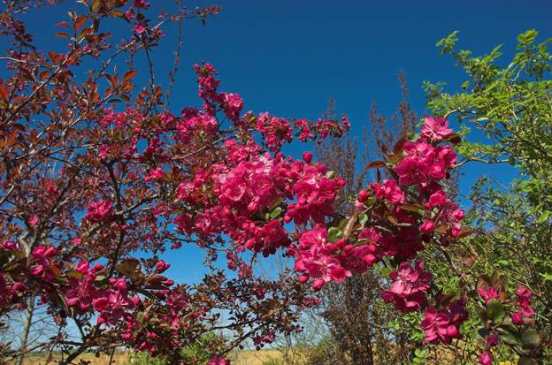 Une belle floraison rouge