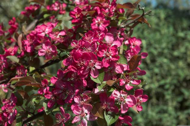 Fleurs du 'Coccinella' beaucoup moins vigoureux que son cousin, il a le même genre de fleur. Il a du mal chez nous.