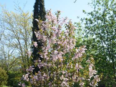 Prunus