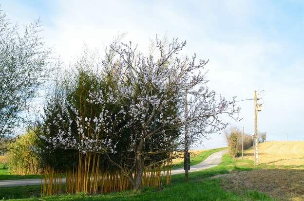 Abricotier 3-2025 03 (1) Il est en pleine forme, s'il faisait plus que deux fruits par an, ce serait bien !