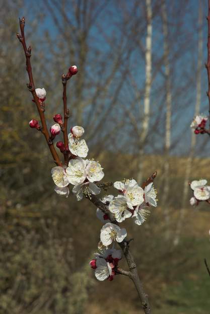 La fleur de l'abricotier Une rosacée, quoi !