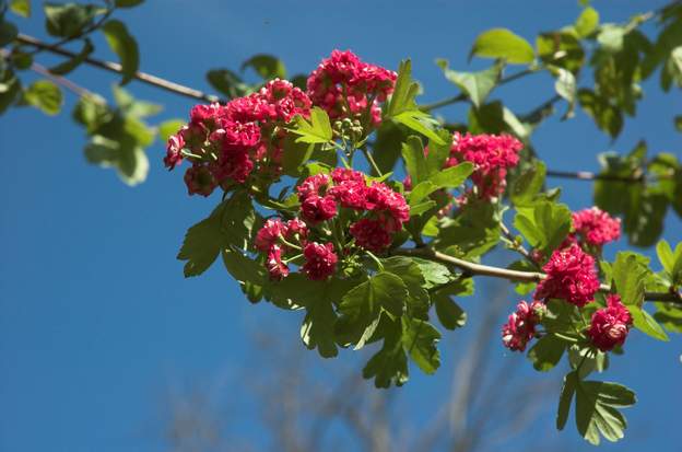 floraison de Paul's Scarlet de plus près