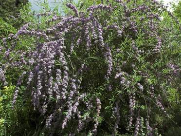 Buddleias