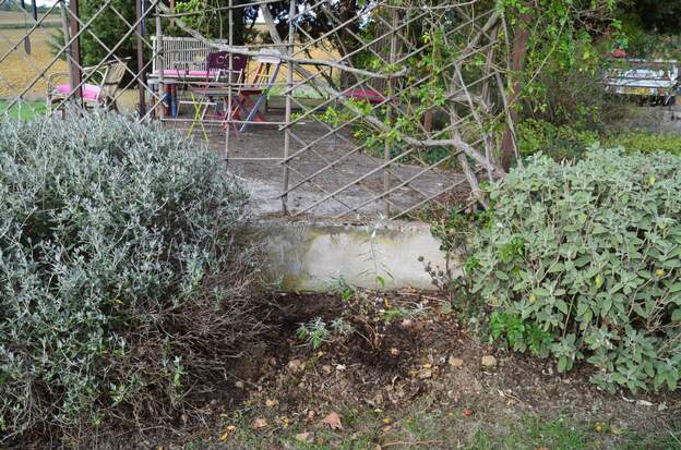 Buddleia N.I. 2025 10 un semis qui a poussé spontanément et qu'on nous a donné.