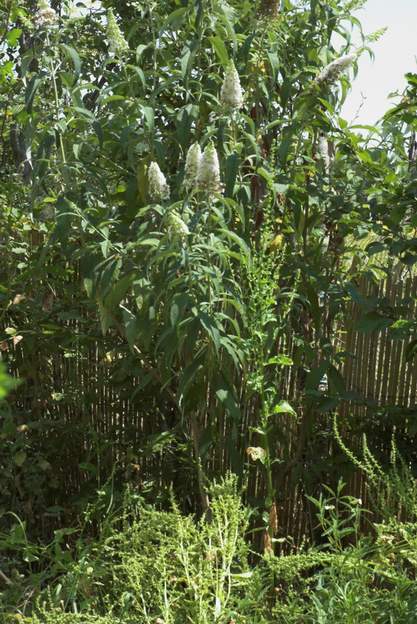 Buddleia davidii 'White cloud' 0