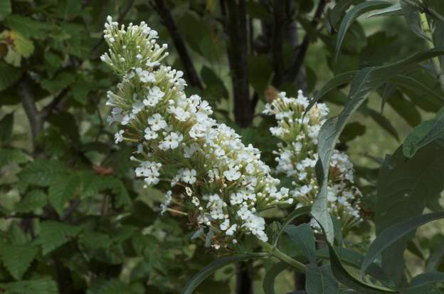 Buddleia davidii 'White cloud'