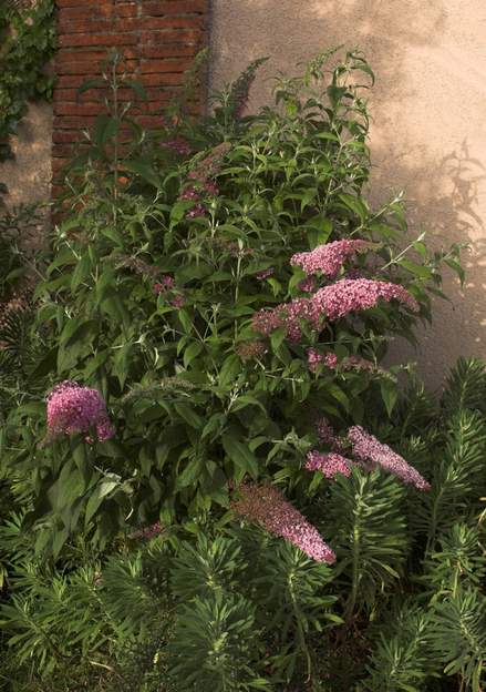 Buddleia davidii xx Impossible de savoir lequel, il y a au moins 400 cultivar de Davidii, LE buddleia le plus cultivé, considéré comme une plante invasive dans certains coins.