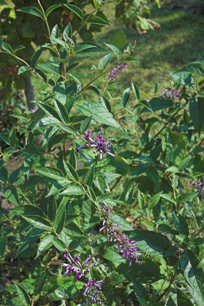 Buddleia lindleyana