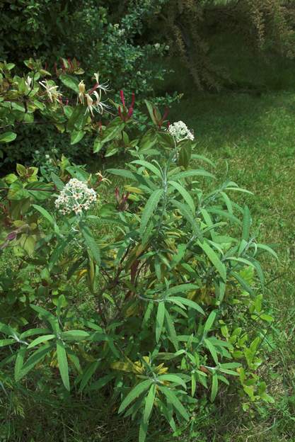 Buddleia loricata