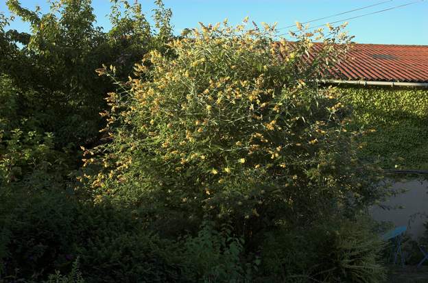 Buddleia x weyeriana 'Golden Glow' J'ai comme l'impression que c'est le même que le suivant, mais alors quel cultivar ?