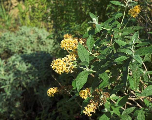 Buddleia x weyeriana 'Sungold' L'un des deux noms est faux, mais la question reste en suspend pour l'instant.