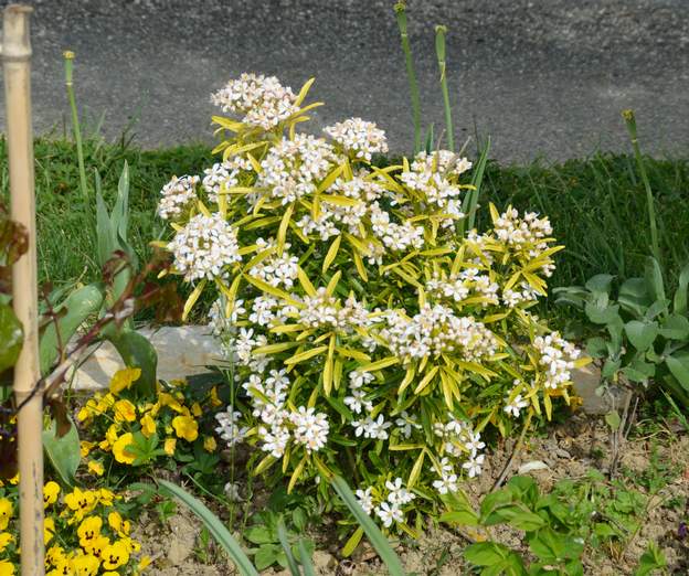 Choisya x dewitteana 'Astec Gold' 2020 04