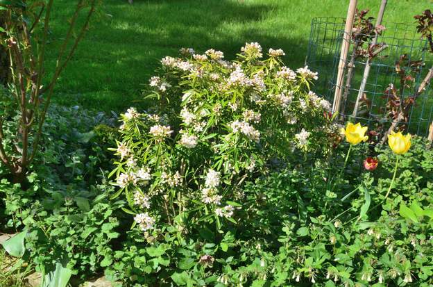 Choisya x dewitteana 'Astec Gold' 2024 03