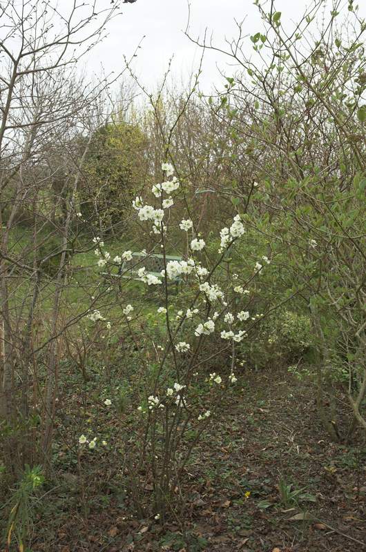 Chaenomeles speciosa 'Nivalis' 2008