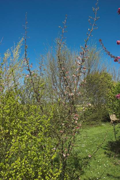 Chaenomeles cathayensis 2010 Le cognassier de Chine, bien différent de celui du Japon : il monte en flèche sans s'étaler, et est couvert de piquants particulièrement agressifs. Il nous a...