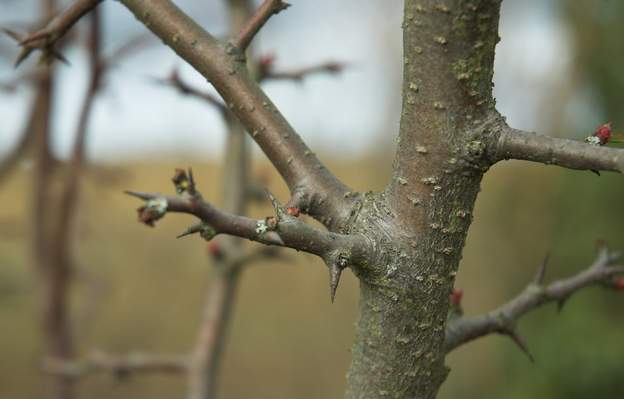 détail En revanche, ses petites branches sont très très piquantes !