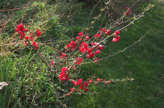 Chaenomeles japonica 'Nicoline' 2008 'Nicoline' est rouge vif, on s'en serait douté !