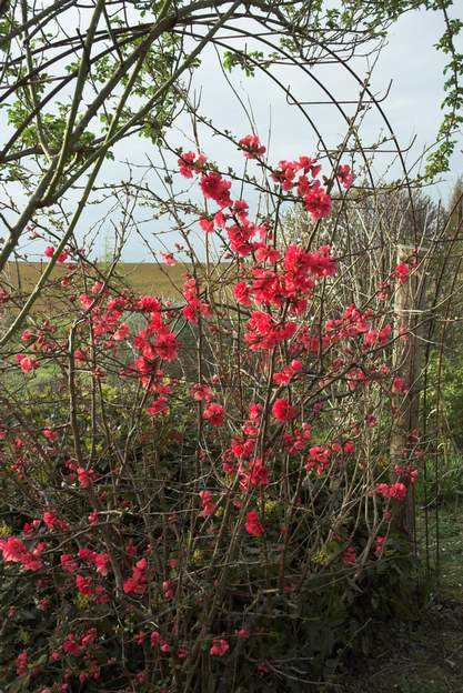 Chaenomeles japonica rose 2008 Une espèce ancienne, on ne sait pas qui il est. Beaucoup plus pâle que les autres.