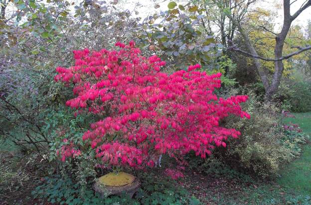 Euonymus alatus 'Compactus' Le fusain ailé, dans sa version compacte, avec un grand avantage sur ses cousins : il ne perd pas ses feuilles aussi vite et est donc bien plus beau quand vient...