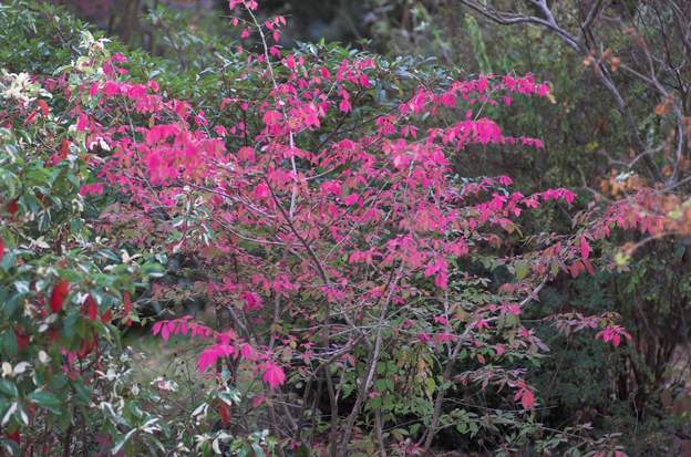 Euonymus alatus Le fusain ailé normal, les feuilles d'automne sont plus roses que la version compacte, il est très joli, malheureusement elles tombent vite.