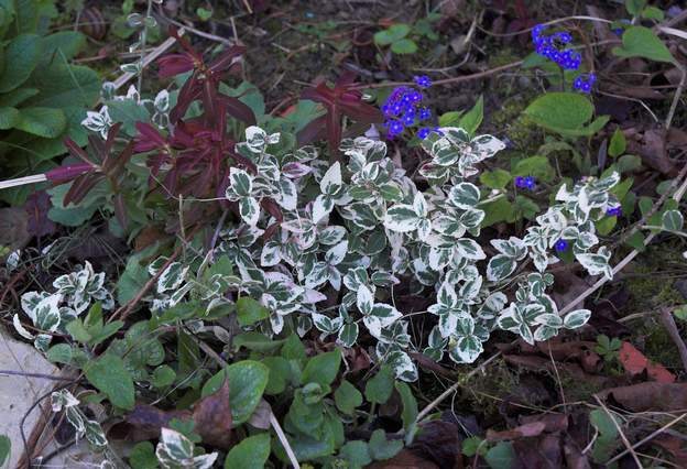 Euonymus fortunei 'Emerald Gaiety' 2008 03 rampant panaché argent, très beau. Persistant.