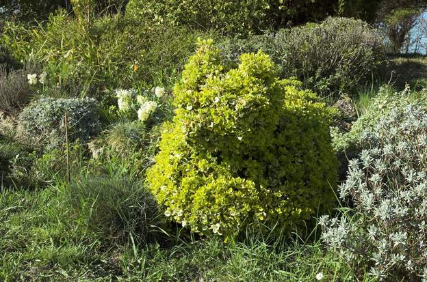 Euonymus fortunei 'Emerald and Gold' 2008 Les fortunei peuvent être rampants, mais ne le sont pas tous. On aime bien tailler les fusains, ici un doré, particulièrement doré d'ailleurs. Il est mort, âgé...