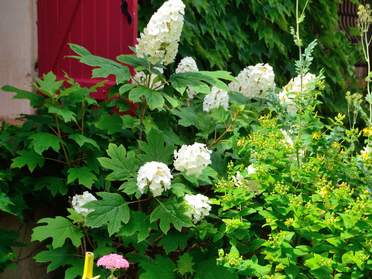 Hortensias