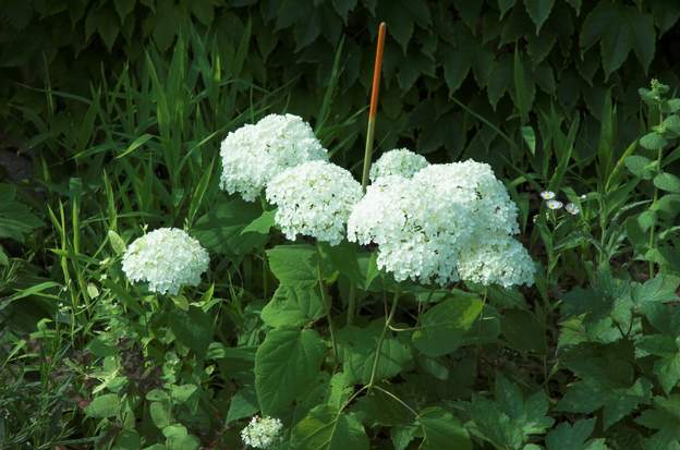 Hydrangea arborescens 'Annabelle' 2010 Planté contre le mur nord, il est magnifique.