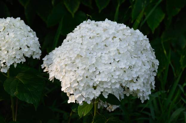 La fleur d'Annabelle. Quelle fleur !