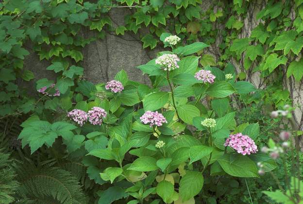 Hydrangea macrophylla 'Ayesha' 2012 C'est la première année qu'il est vraiment beau, ces arbustes ont du mal avec la sécheresse normale du mois de juillet. Là il a de l'eau et en plus il fait un...